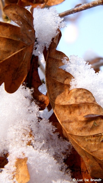 Wellemeersen Denderleeuw wandeling sneeuw