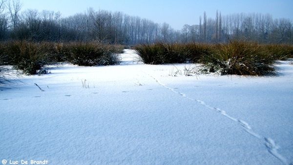 Wellemeersen Denderleeuw wandeling sneeuw