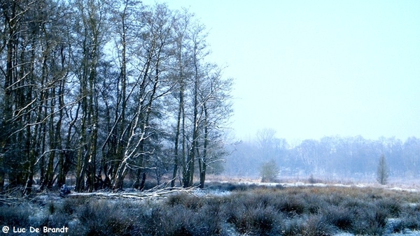 Wellemeersen Denderleeuw wandeling sneeuw