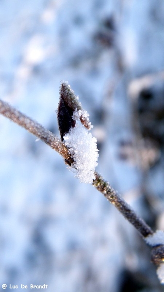 Wellemeersen Denderleeuw wandeling sneeuw