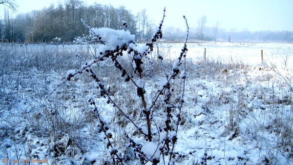 Wellemeersen Denderleeuw wandeling sneeuw