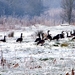 2012_02_04 Denderleeuw Wellemeersen 056