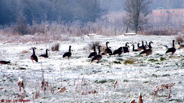 Wellemeersen Denderleeuw wandeling sneeuw