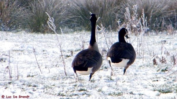 Wellemeersen Denderleeuw wandeling sneeuw