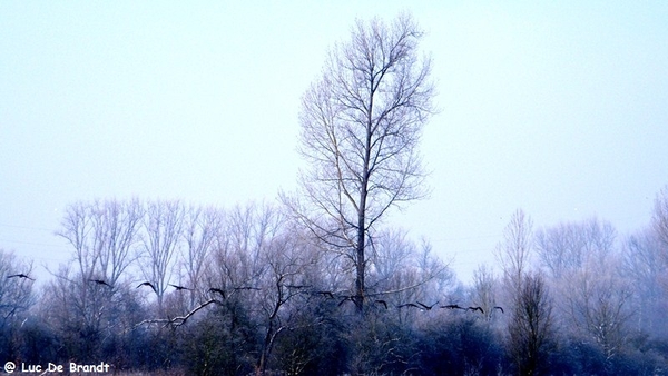 Wellemeersen Denderleeuw wandeling sneeuw