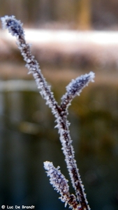 2012_02_04 Denderleeuw Wellemeersen 063