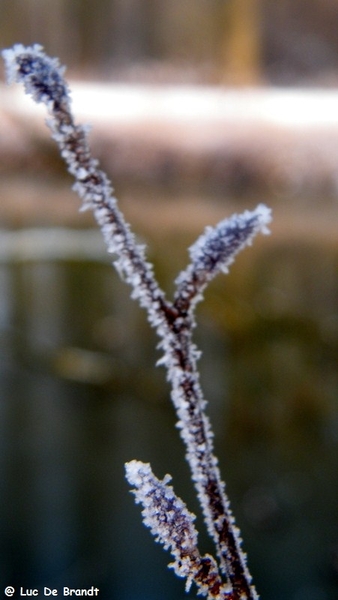 Wellemeersen Denderleeuw wandeling sneeuw