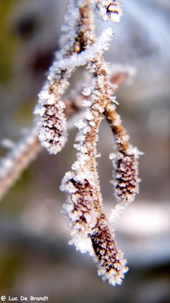 Wellemeersen Denderleeuw wandeling sneeuw