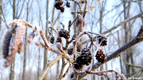 Wellemeersen Denderleeuw wandeling sneeuw