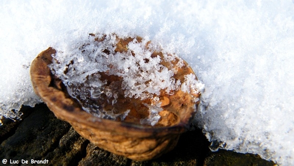 Wellemeersen Denderleeuw wandeling sneeuw