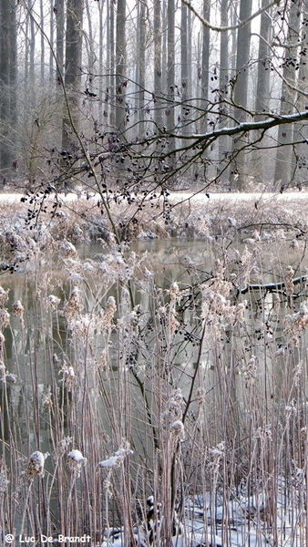 Wellemeersen Denderleeuw wandeling sneeuw