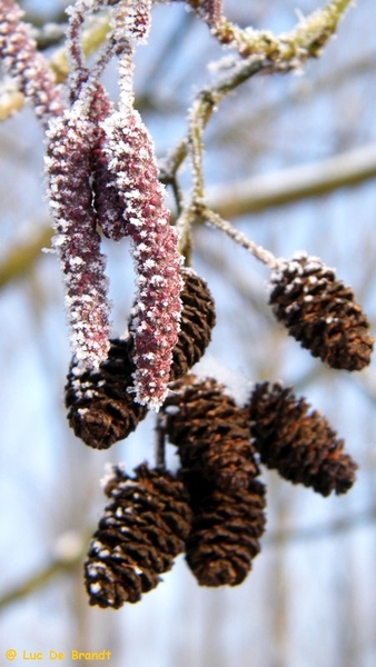 Wellemeersen Denderleeuw wandeling sneeuw