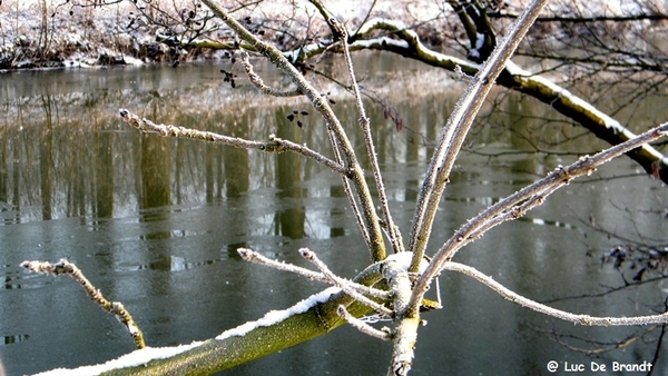 Wellemeersen Denderleeuw wandeling sneeuw