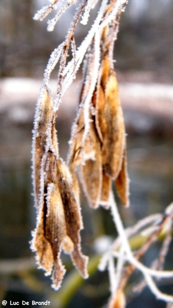 Wellemeersen Denderleeuw wandeling sneeuw