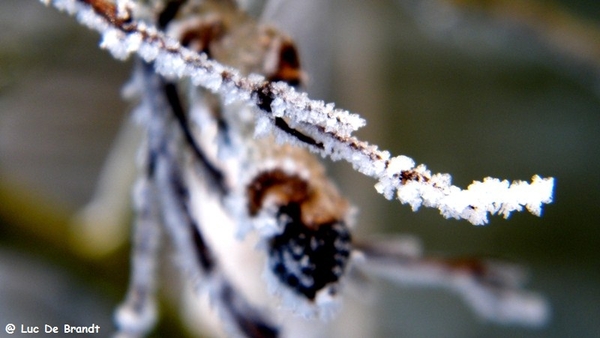 Wellemeersen Denderleeuw wandeling sneeuw