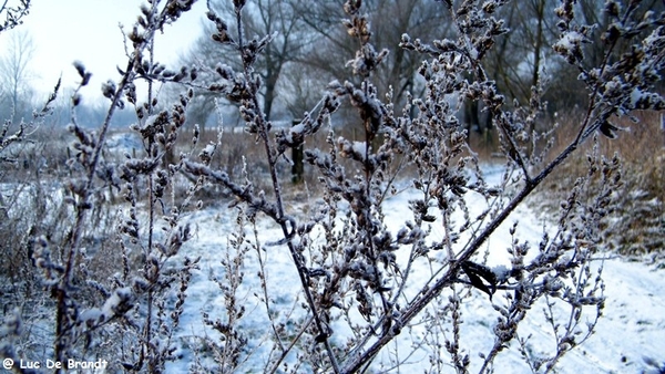 Wellemeersen Denderleeuw wandeling sneeuw