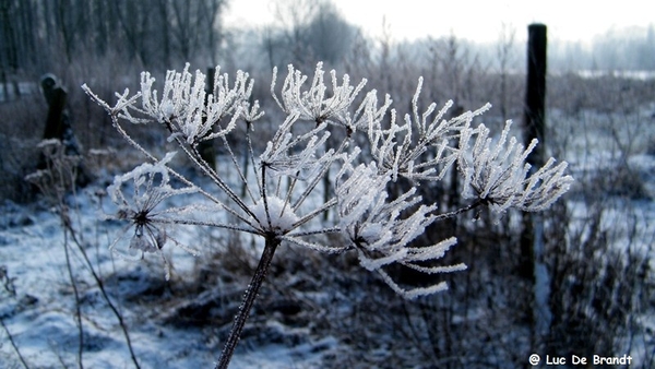 Wellemeersen Denderleeuw wandeling sneeuw