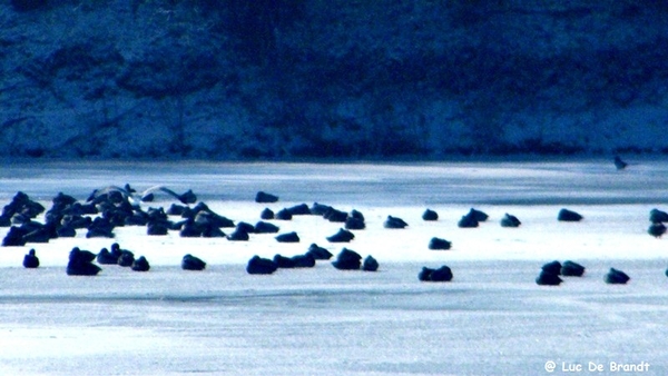 Wellemeersen Denderleeuw wandeling sneeuw