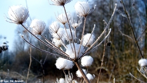 2012_02_04 Denderleeuw Wellemeersen 099