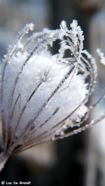 Wellemeersen Denderleeuw wandeling sneeuw