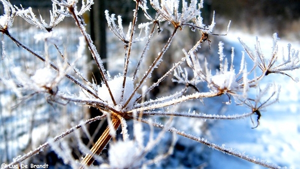 Wellemeersen Denderleeuw wandeling sneeuw