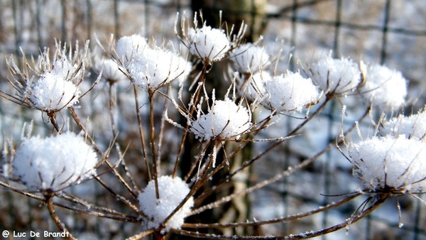 Wellemeersen Denderleeuw wandeling sneeuw