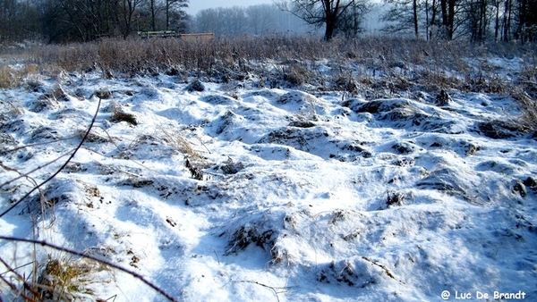 Wellemeersen Denderleeuw wandeling sneeuw