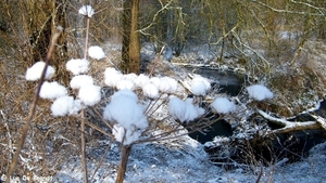 2012_02_04 Denderleeuw Wellemeersen 107