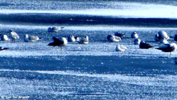 Wellemeersen Denderleeuw wandeling sneeuw