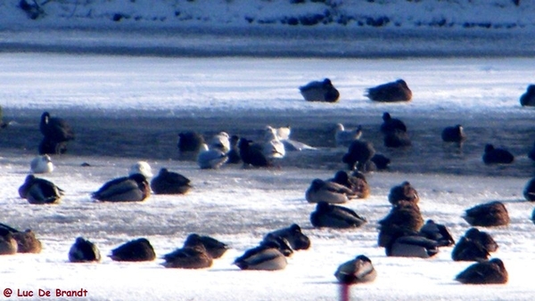 Wellemeersen Denderleeuw wandeling sneeuw