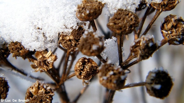 Wellemeersen Denderleeuw wandeling sneeuw