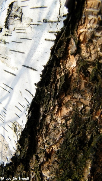 Wellemeersen Denderleeuw wandeling sneeuw