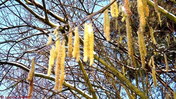 Wellemeersen Denderleeuw wandeling sneeuw