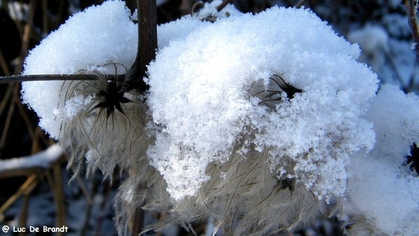 Wellemeersen Denderleeuw wandeling sneeuw