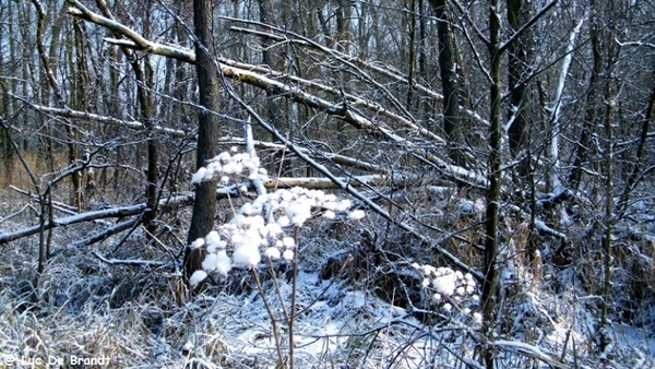 Wellemeersen Denderleeuw wandeling sneeuw