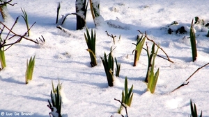 2012_02_04 Denderleeuw Wellemeersen 118