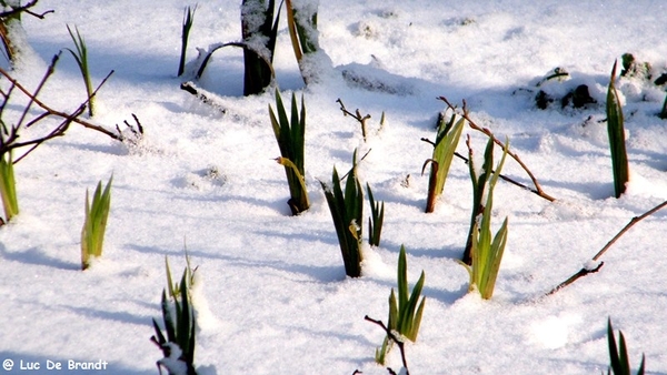 Wellemeersen Denderleeuw wandeling sneeuw