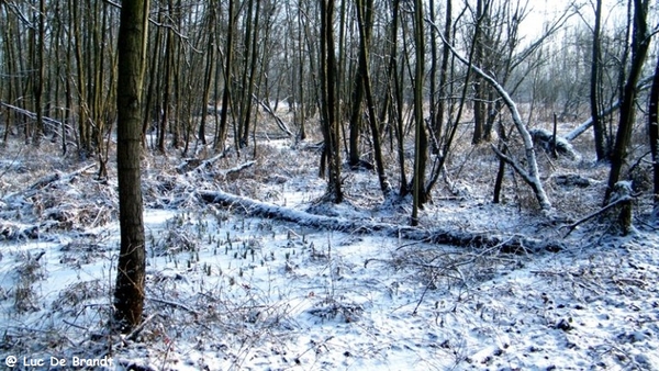 Wellemeersen Denderleeuw wandeling sneeuw