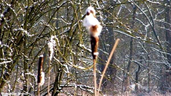 Wellemeersen Denderleeuw wandeling sneeuw