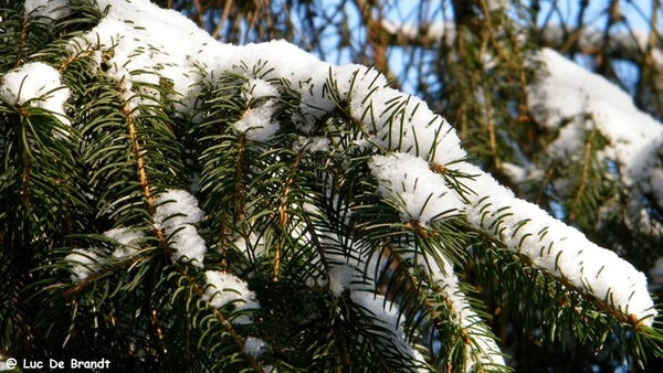 Wellemeersen Denderleeuw wandeling sneeuw