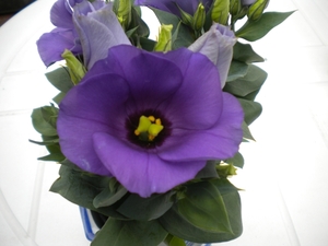 elise 001