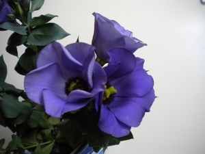elise 010