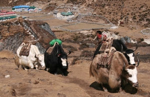 Yaks altijd zwaar beladen