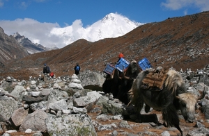 Yaks
