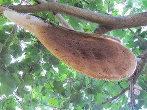 Waarom hangt deze bijenraat in de boom?