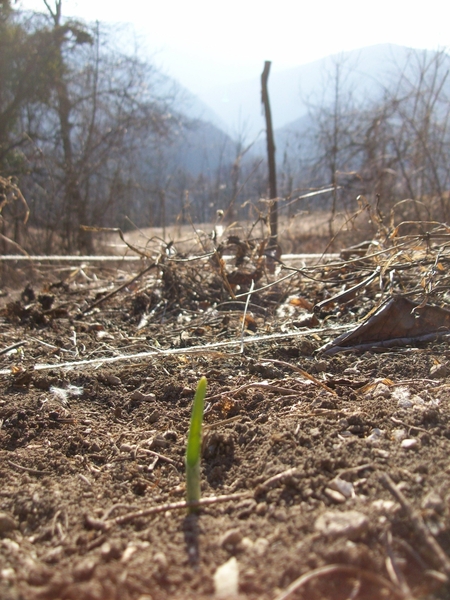 uiplantje komt boven