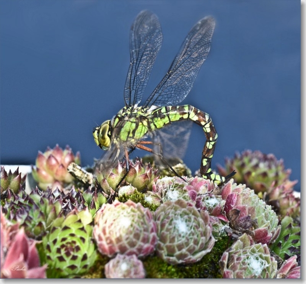 Grote keizerlibel (Anax imperator)