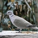 Duif - Turkse tortel (Streptopelia decaocto).