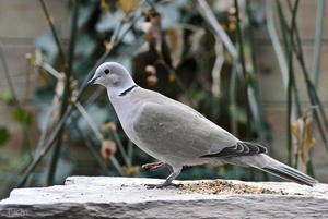Duif - Turkse tortel (Streptopelia decaocto).