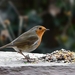 Roodborstje (Erithacus rubecula)